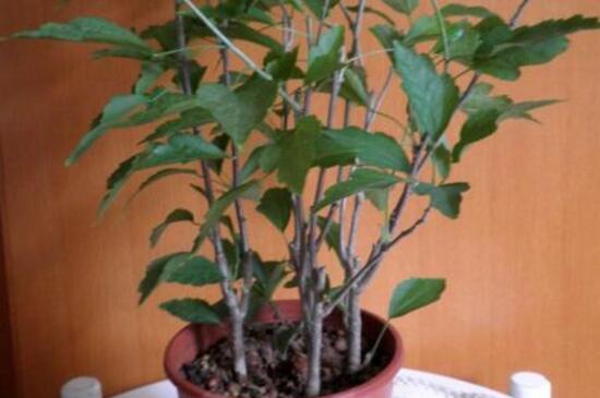 盆栽木槿花如何养