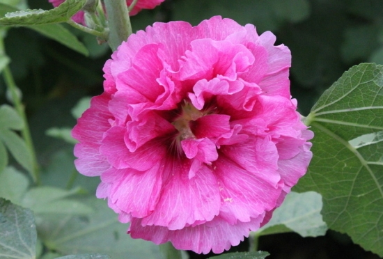 木槿花可以吃吗：可以，具有清热利湿等作用