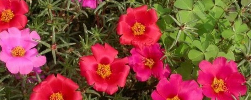 大花马齿苋如何养