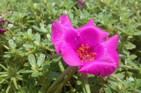 大花马齿苋如何养