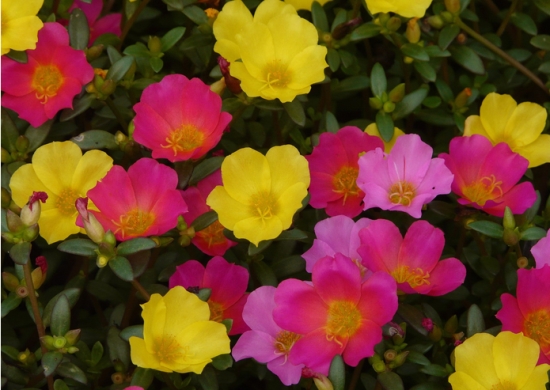 关于死不了花的那些事 ：死不了花的介绍、养殖等内容介绍