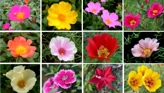 关于死不了花的那些事 ：死不了花的介绍、养殖等内容介绍