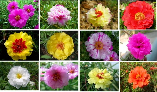 关于死不了花的那些事 ：死不了花的介绍、养殖等内容介绍