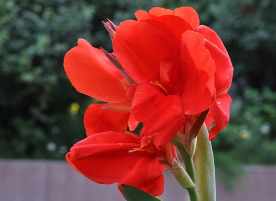 大花美人蕉的养护措施：合理施肥是养好此花的主要措施