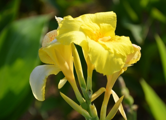 大花美人蕉的养护措施：合理施肥是养好此花的主要措施