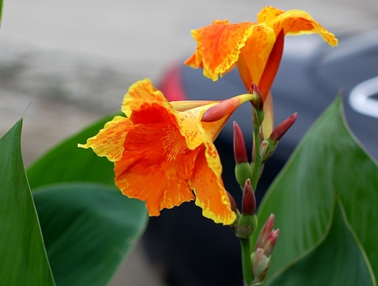 大花美人蕉的养护措施：合理施肥是养好此花的主要措施