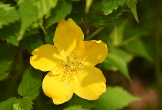 棣棠花要如何栽培：喜温暖、湿润的气候条件