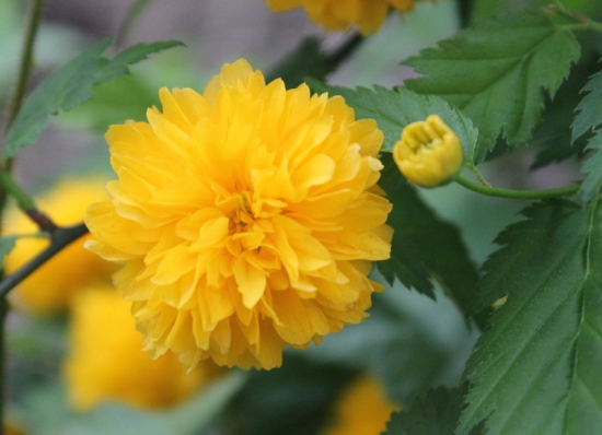 棣棠花要如何栽培：喜温暖、湿润的气候条件