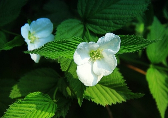 棣棠花要如何栽培：喜温暖、湿润的气候条件