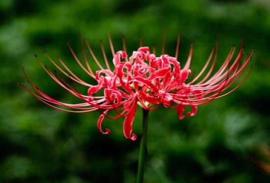 红色石蒜花 石蒜花的种植办法:喜温暖、湿润的环境,忌暴晒