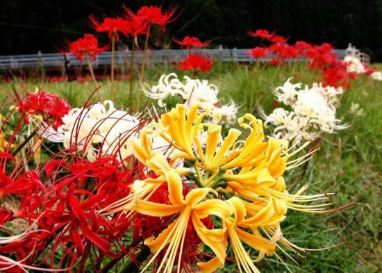 颜色各异的石蒜花 石蒜花的种植办法:喜温暖、湿润的环境,忌暴晒