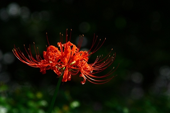 石蒜花有毒吗：石蒜花有毒但仅限于地下部分的鳞茎和花球
