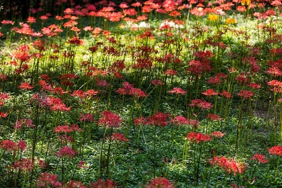 石蒜花有毒吗：石蒜花有毒但仅限于地下部分的鳞茎和花球
