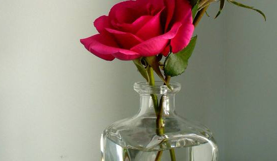 花瓶里的花如何养