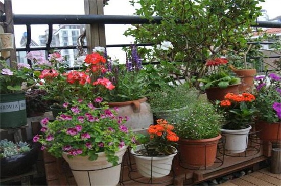 北京地区冬季阳光房养花攻略，掌握四个要点轻松养殖