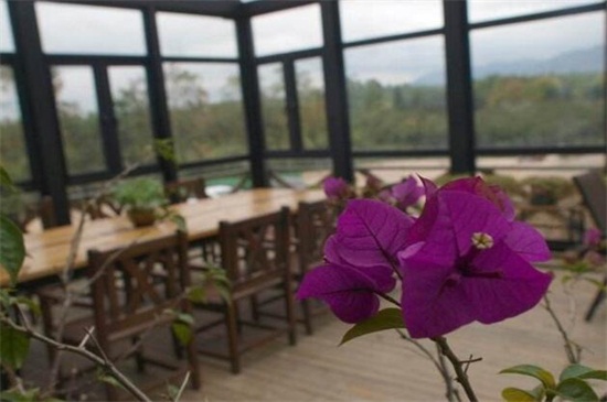 北京地区冬季阳光房养花攻略，掌握四个要点轻松养殖