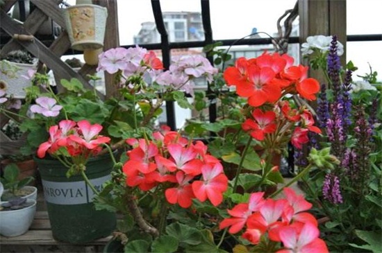 北京地区冬季阳光房养花攻略，掌握四个要点轻松养殖