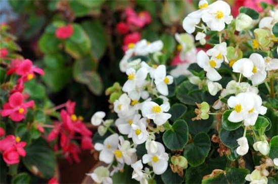 北京地区冬季阳光房养花攻略，掌握四个要点轻松养殖