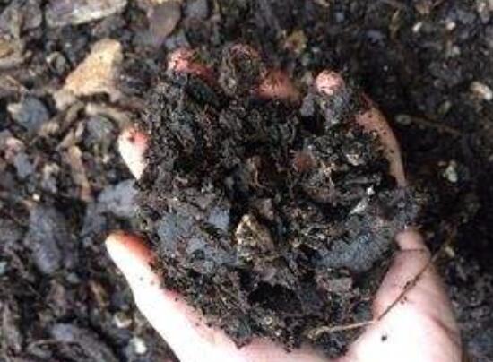 如何判断松树皮腐熟了，从颜色气味和手感三者辨别