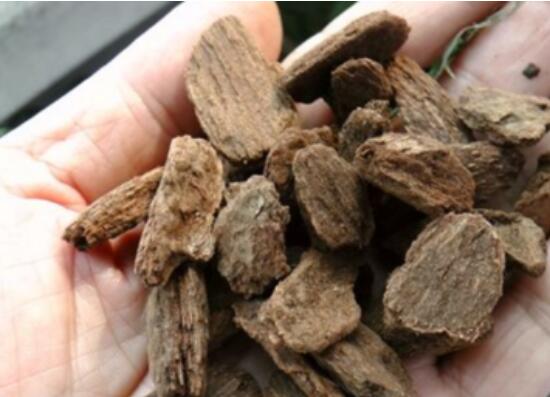 如何判断松树皮腐熟了，从颜色气味和手感三者辨别