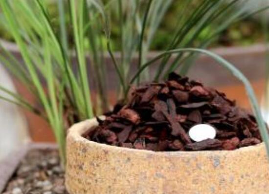 如何判断松树皮腐熟了，从颜色气味和手感三者辨别