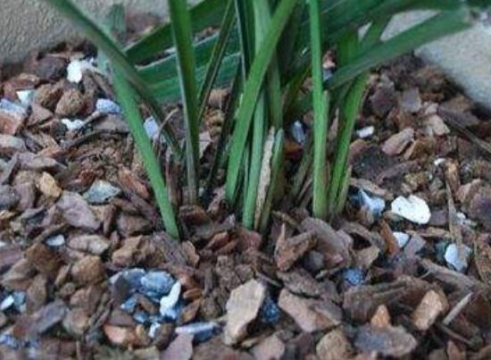 如何判断松树皮腐熟了，从颜色气味和手感三者辨别