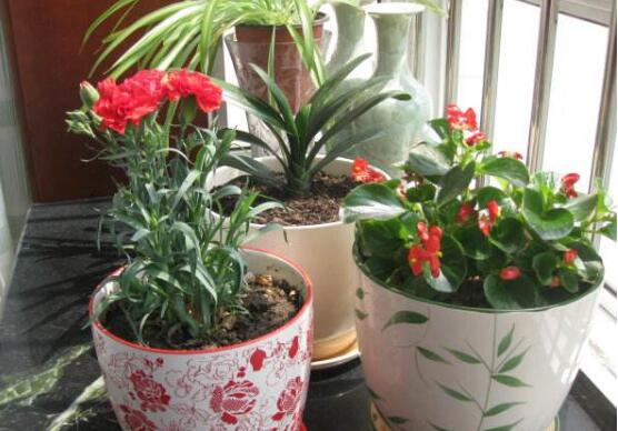 自制花肥最简单的办法，10种简单又有效的养花肥秘方