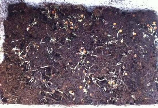 自制花肥最简单的办法，10种简单又有效的养花肥秘方