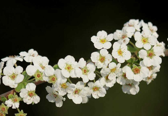 春日里的“白雪公主”——喷雪花