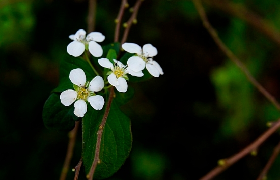 春日里的“白雪公主”——喷雪花