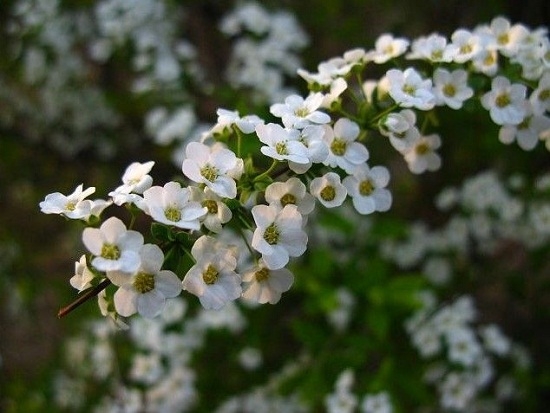 春日里的“白雪公主”——喷雪花