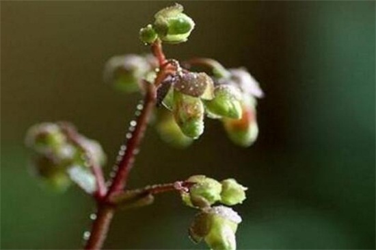 宫灯长寿花如何繁殖,枝条扦插组织培养