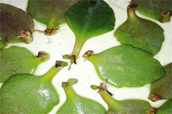 宫灯长寿花如何繁殖,枝条扦插组织培养