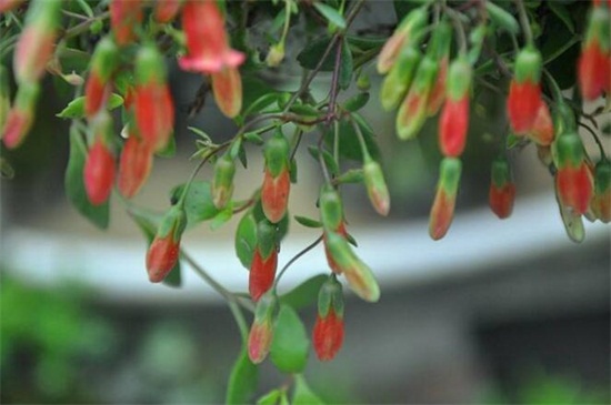 宫灯长寿花如何繁殖,枝条扦插组织培养