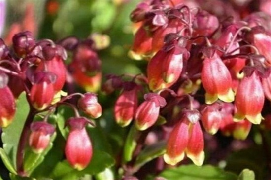 宫灯长寿花如何繁殖,枝条扦插组织培养