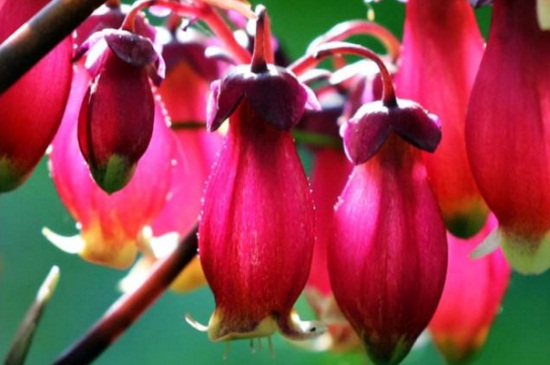 宫灯长寿花夏季如何养，4个要点轻松养殖