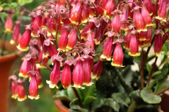 宫灯长寿花夏季如何养，4个要点轻松养殖