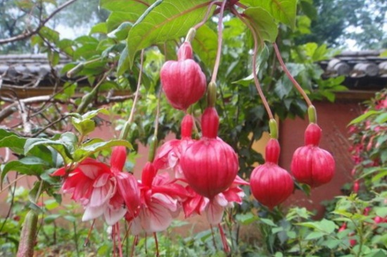 宫灯长寿花夏季如何养，4个要点轻松养殖