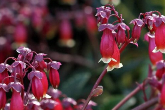 宫灯长寿花夏季如何养，4个要点轻松养殖