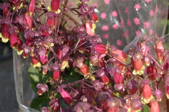 宫灯长寿花夏季如何养，4个要点轻松养殖