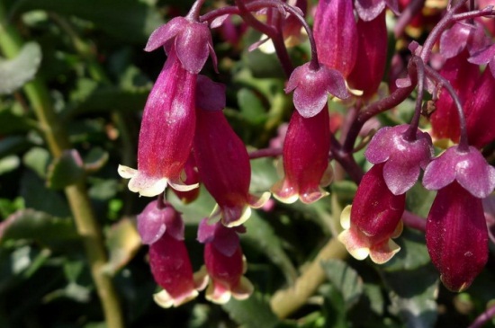 宫灯长寿花夏季如何养，4个要点轻松养殖