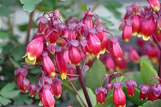 宫灯长寿花几月可以扦插,5月~6月扦插最佳