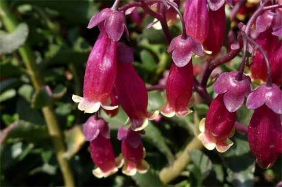 宫灯长寿花几月可以扦插,5月~6月扦插最佳