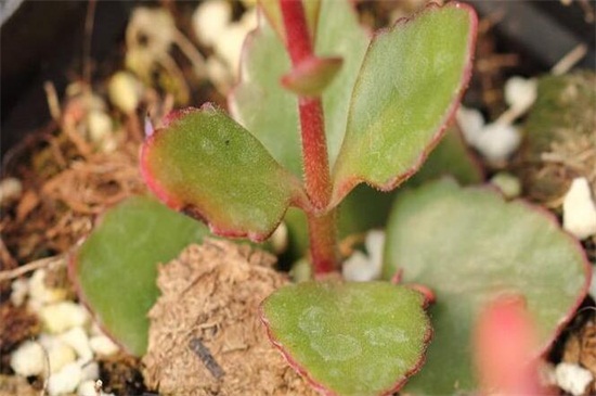 宫灯长寿花几月可以扦插,5月~6月扦插最佳