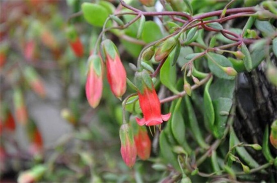 宫灯长寿花几月可以扦插,5月~6月扦插最佳