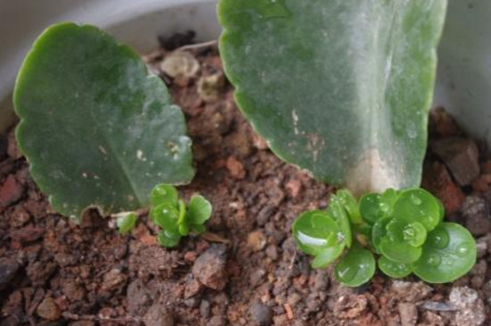 小宫灯长寿花如何扦插，叶插枝插还能水培扦插