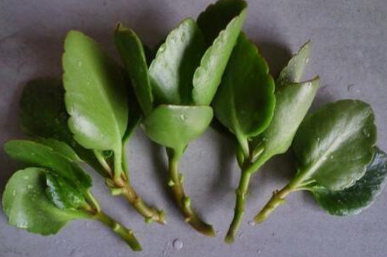 小宫灯长寿花如何扦插，叶插枝插还能水培扦插