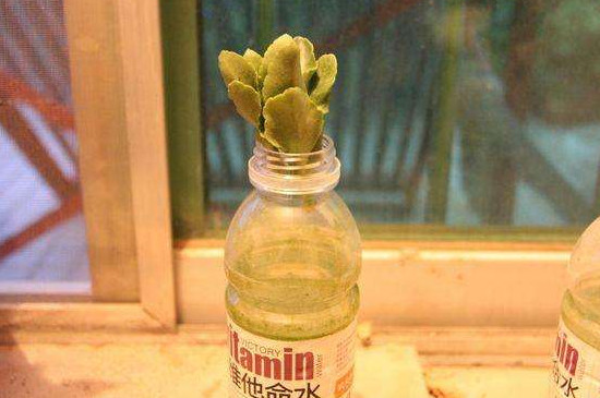 小宫灯长寿花如何扦插，叶插枝插还能水培扦插