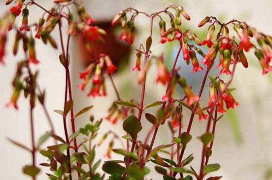 小宫灯长寿花如何扦插，叶插枝插还能水培扦插