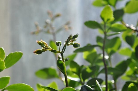小宫灯长寿花如何扦插，叶插枝插还能水培扦插